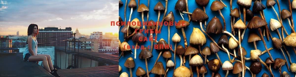 прущие грибы Куйбышев